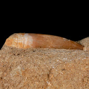 1.7" Plesiosaur Zarafasaura Tooth Fossil In Matrix Cretaceous Dinosaur Era COA
