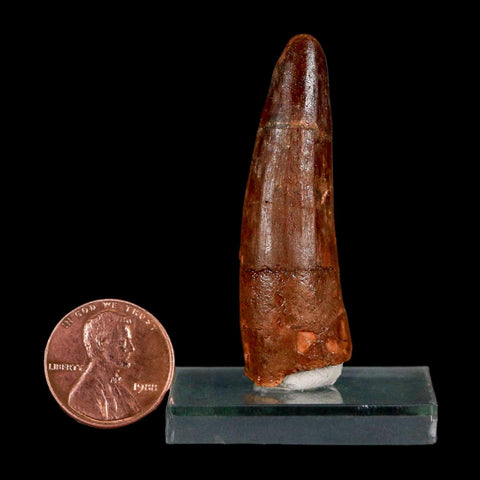 2" Spinosaurus Fossil Tooth 100 Million Years Old Cretaceous Dinosaur COA Stand