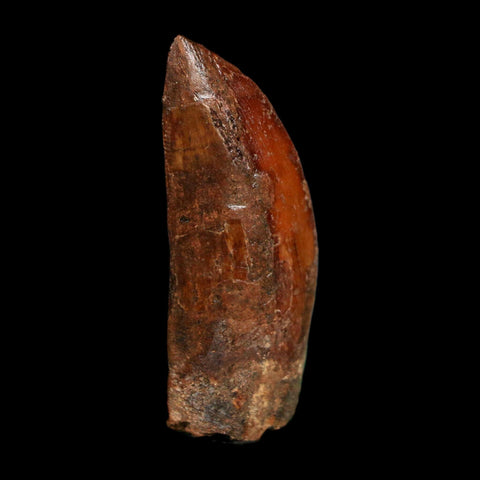 1.8" Carcharodontosaurus Fossil Tooth Cretaceous Dinosaur Morocco COA Stand
