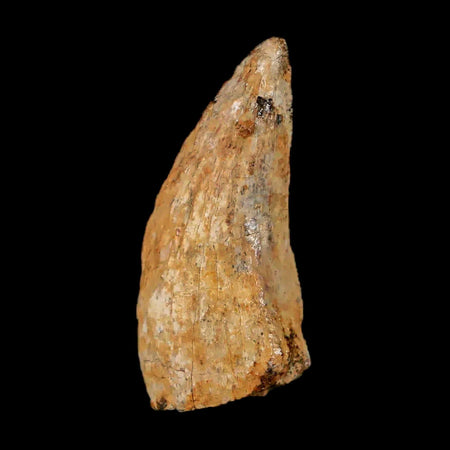 1" Nanotyrannus Tyrannosaurus Fossil Tooth Dinosaur Lance Creek WY COA Display