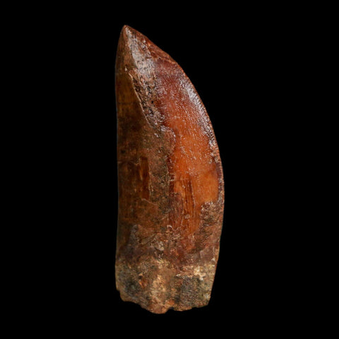 1.8" Carcharodontosaurus Fossil Tooth Cretaceous Dinosaur Morocco COA Stand