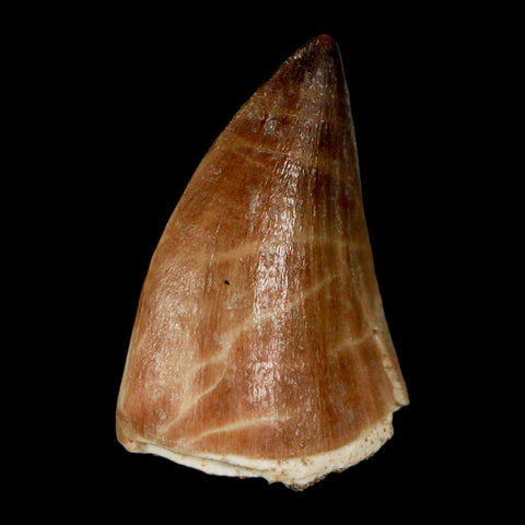 1.6" Mosasaur Prognathodon Fossil Tooth Cretaceous Dinosaur Era COA, Stand - Fossil Age Minerals