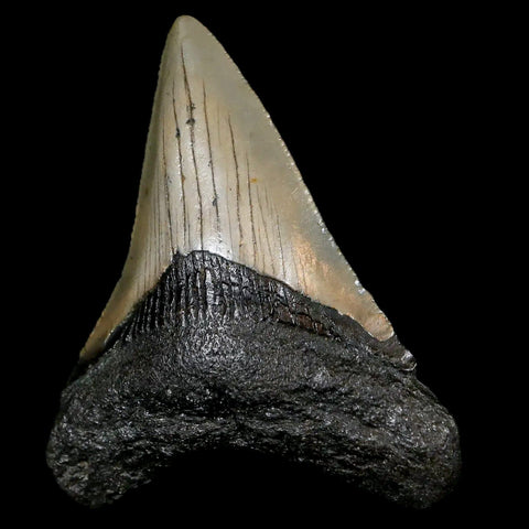 3" Quality Megalodon Shark Tooth Serrated Fossil Natural Miocene Age COA - Fossil Age Minerals