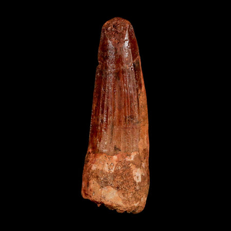 1.9" Spinosaurus Fossil Tooth 100 Million Years Old Cretaceous Dinosaur COA Stand