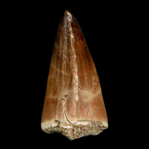 1.6" Mosasaur Prognathodon Fossil Tooth Cretaceous Dinosaur Era COA, Stand - Fossil Age Minerals