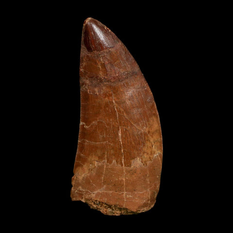 1.8" Carcharodontosaurus Fossil Tooth Cretaceous Dinosaur Morocco COA Stand