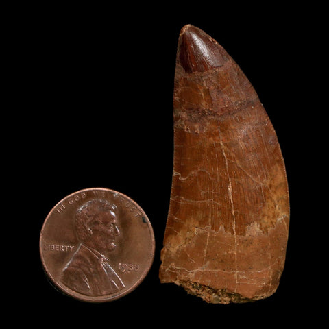 1.8" Carcharodontosaurus Fossil Tooth Cretaceous Dinosaur Morocco COA Stand