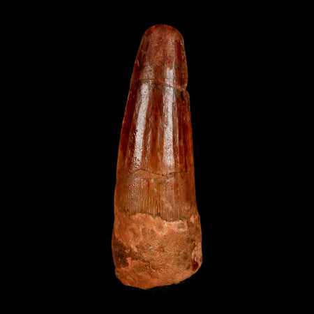 1.9" Spinosaurus Fossil Tooth 100 Million Years Old Cretaceous Dinosaur COA Stand