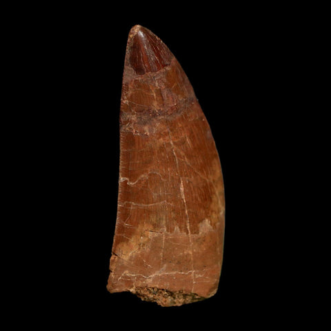 1.8" Carcharodontosaurus Fossil Tooth Cretaceous Dinosaur Morocco COA Stand