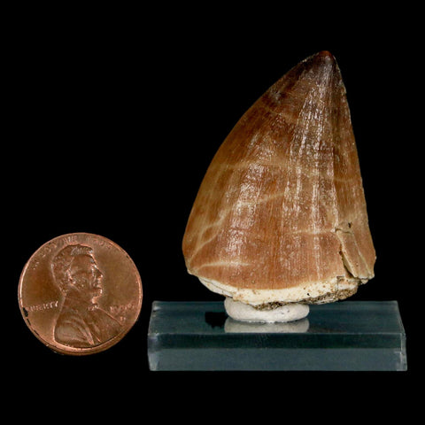 1.6" Mosasaur Prognathodon Fossil Tooth Cretaceous Dinosaur Era COA, Stand - Fossil Age Minerals