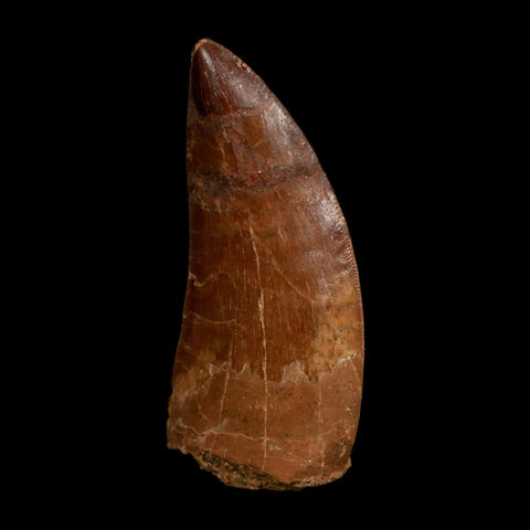 1.8" Carcharodontosaurus Fossil Tooth Cretaceous Dinosaur Morocco COA Stand