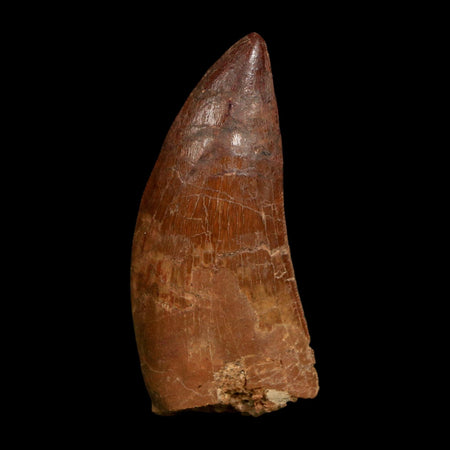 1.8" Carcharodontosaurus Fossil Tooth Cretaceous Dinosaur Morocco COA Stand