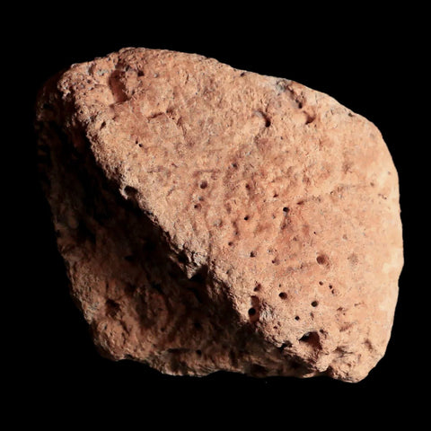 3.9" Ankylosaurus Fossil Scute Armor Judith River FM Cretaceous Dinosaur MT COA - Fossil Age Minerals