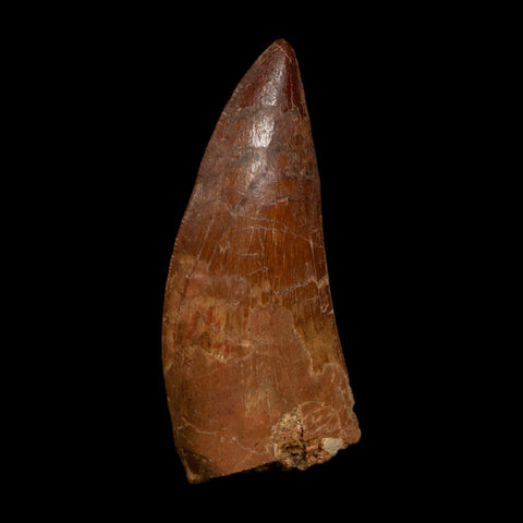 1.8" Carcharodontosaurus Fossil Tooth Cretaceous Dinosaur Morocco COA Stand