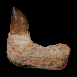 XL 4.3