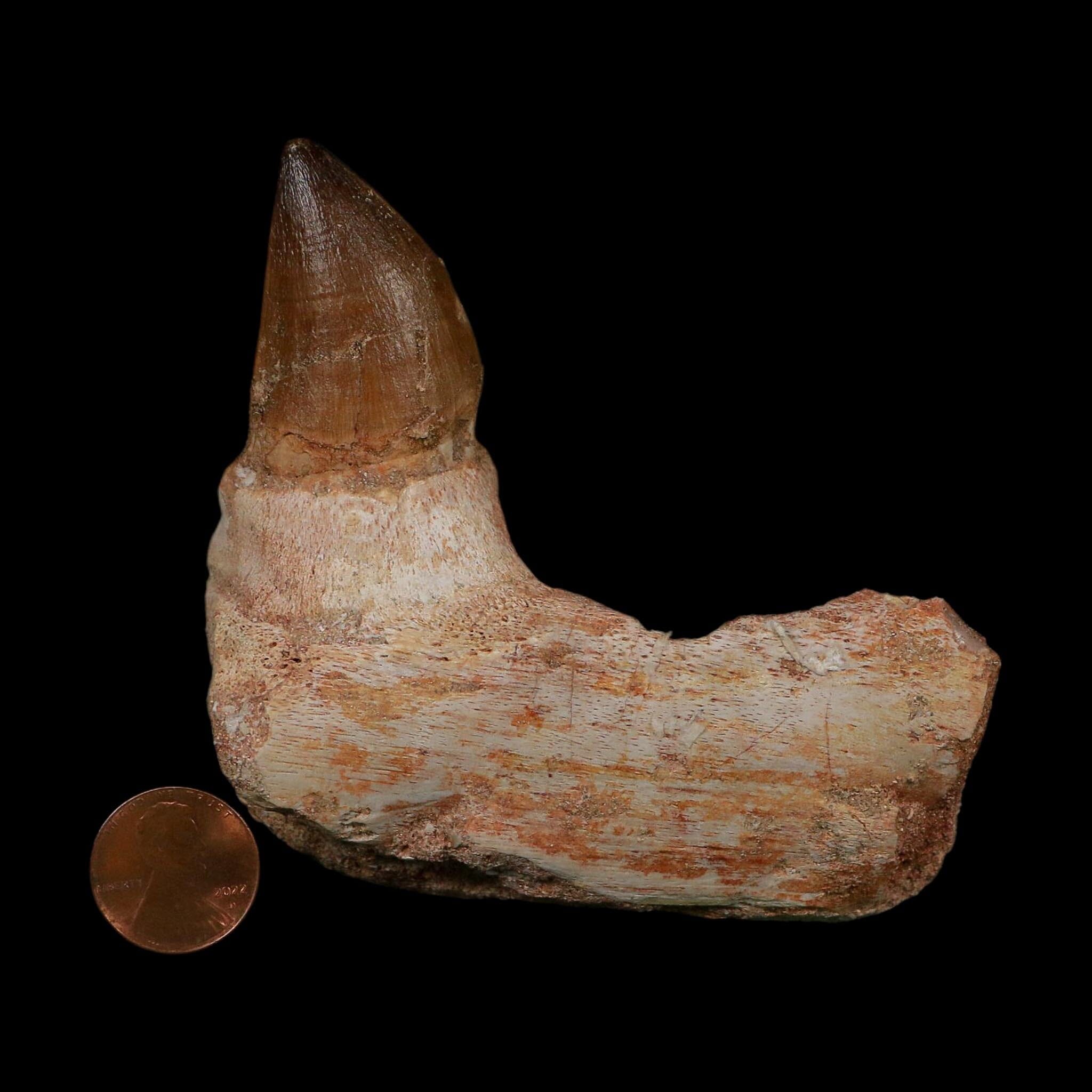 3.4" Mosasaur Prognathodon Fossil Jaw Section Tooth Cretaceous Dinosaur Era COA