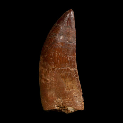 1.8" Carcharodontosaurus Fossil Tooth Cretaceous Dinosaur Morocco COA Stand