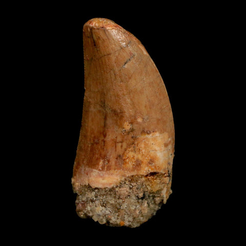 1.7" Carcharodontosaurus Fossil Tooth Cretaceous Dinosaur Morocco COA Stand