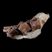5" Corythosaurus Dinosaur Fossil Tail Vertebrae Bones And Tendons In Matrix COA