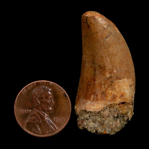 1.7" Carcharodontosaurus Fossil Tooth Cretaceous Dinosaur Morocco COA Stand
