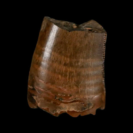 0.9" Tyrannosaurus Rex Fossil Tooth Section Lance Creek Cretaceous Dinosaur WY COA
