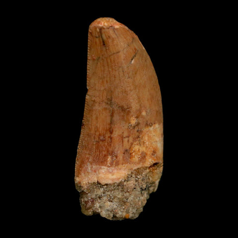 1.7" Carcharodontosaurus Fossil Tooth Cretaceous Dinosaur Morocco COA Stand