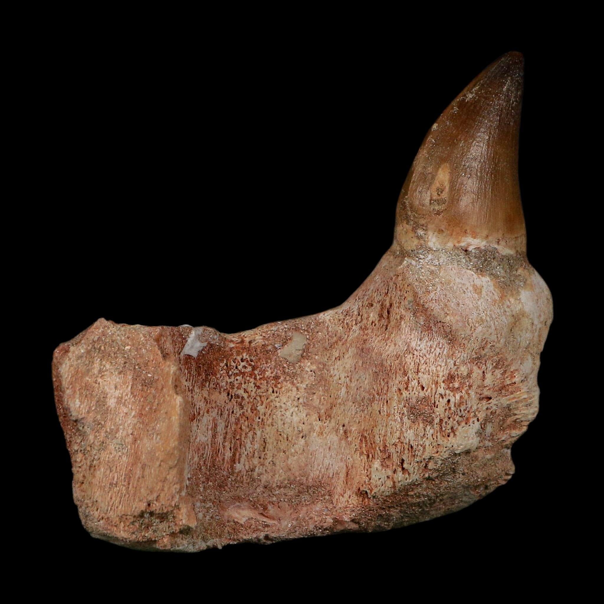 3.4" Mosasaur Prognathodon Fossil Jaw Section Tooth Cretaceous Dinosaur Era COA
