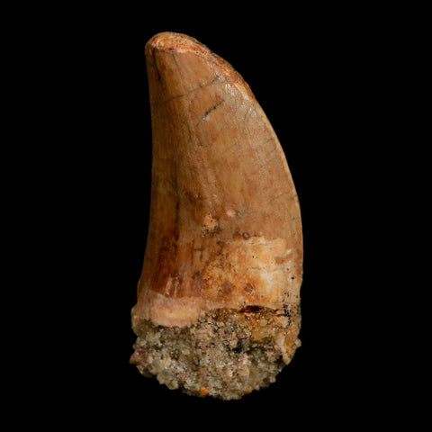 1.7" Carcharodontosaurus Fossil Tooth Cretaceous Dinosaur Morocco COA Stand