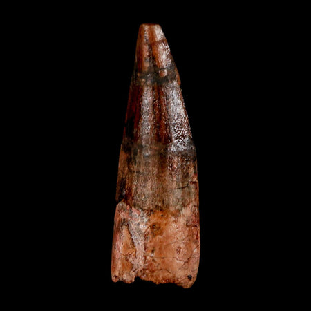 1.8" Spinosaurus Fossil Tooth 100 Million Years Old Cretaceous Dinosaur COA Stand