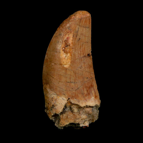 1.7" Carcharodontosaurus Fossil Tooth Cretaceous Dinosaur Morocco COA Stand
