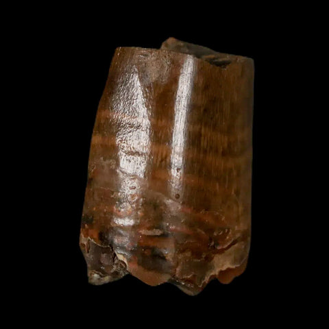 0.9" Tyrannosaurus Rex Fossil Tooth Section Lance Creek Cretaceous Dinosaur WY COA - Fossil Age Minerals