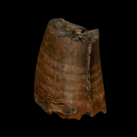 0.9" Tyrannosaurus Rex Fossil Tooth Section Lance Creek Cretaceous Dinosaur WY COA - Fossil Age Minerals
