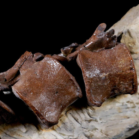 5" Corythosaurus Dinosaur Fossil Tail Vertebrae Bones And Tendons In Matrix COA - Fossil Age Minerals