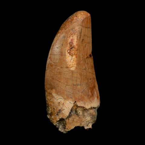 1.7" Carcharodontosaurus Fossil Tooth Cretaceous Dinosaur Morocco COA Stand