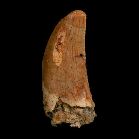 1.7" Carcharodontosaurus Fossil Tooth Cretaceous Dinosaur Morocco COA Stand