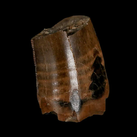 0.9" Tyrannosaurus Rex Fossil Tooth Section Lance Creek Cretaceous Dinosaur WY COA - Fossil Age Minerals