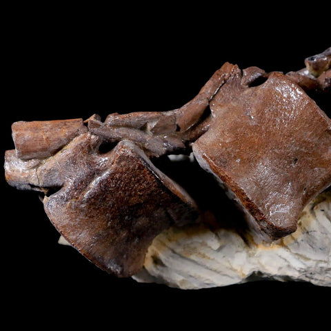 5" Corythosaurus Dinosaur Fossil Tail Vertebrae Bones And Tendons In Matrix COA - Fossil Age Minerals