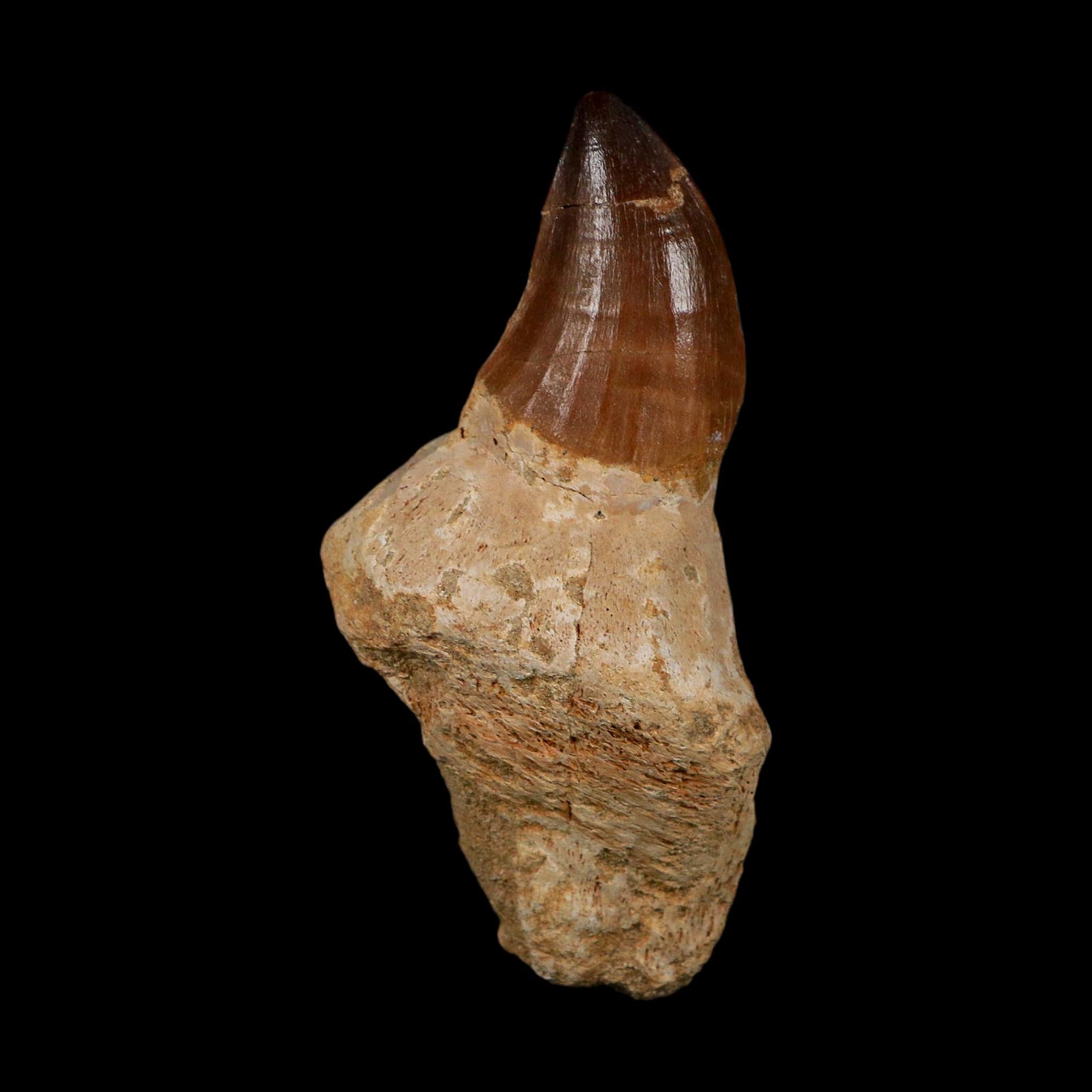 XL 3.8" Mosasaur Prognathodon Fossil Tooth Rooted Cretaceous Dinosaur Era COA