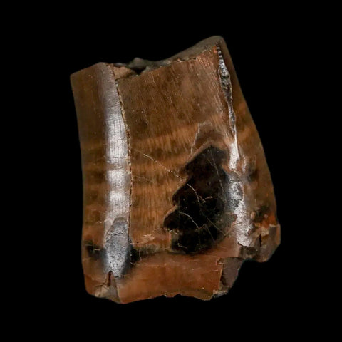 0.9" Tyrannosaurus Rex Fossil Tooth Section Lance Creek Cretaceous Dinosaur WY COA - Fossil Age Minerals