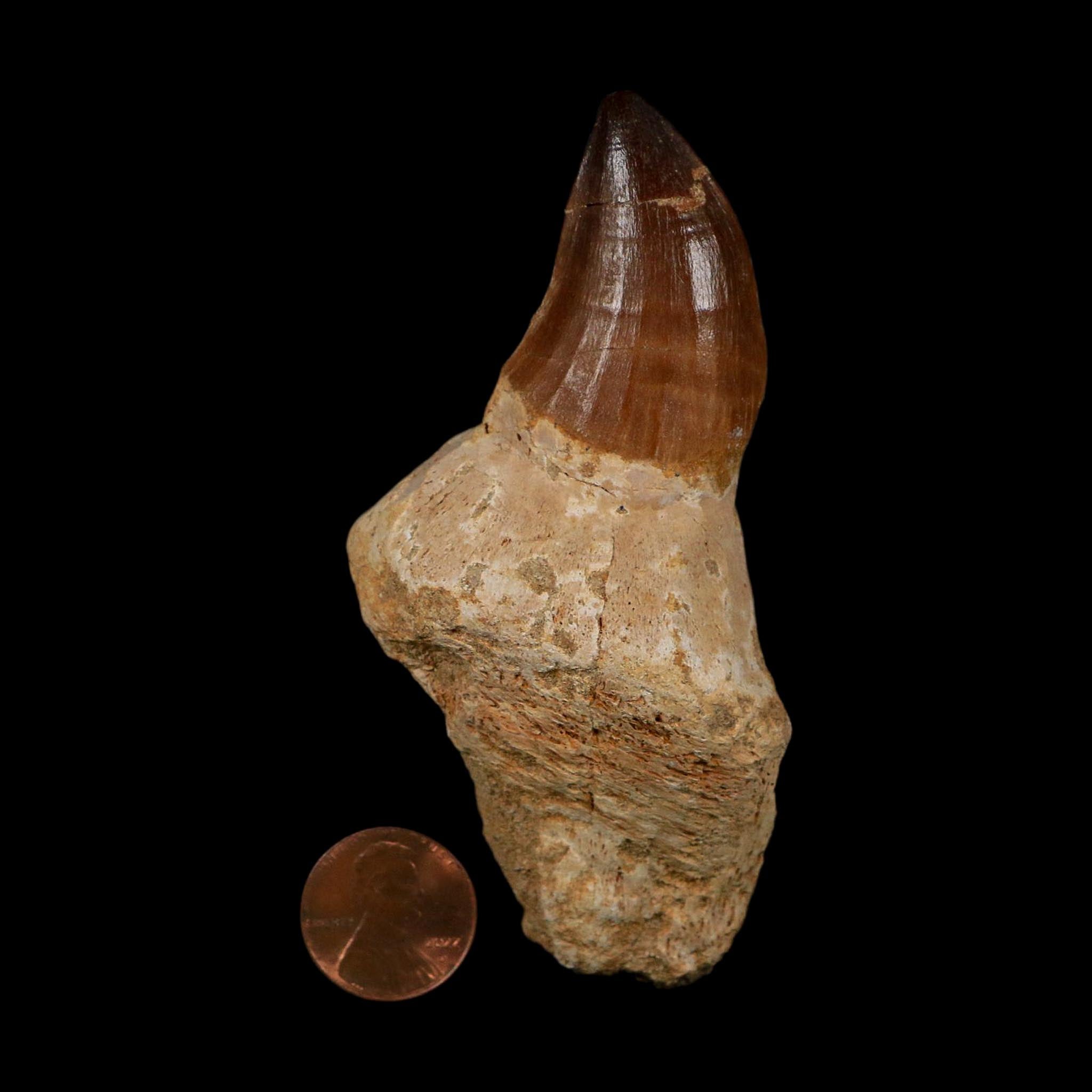 XL 3.8" Mosasaur Prognathodon Fossil Tooth Rooted Cretaceous Dinosaur Era COA