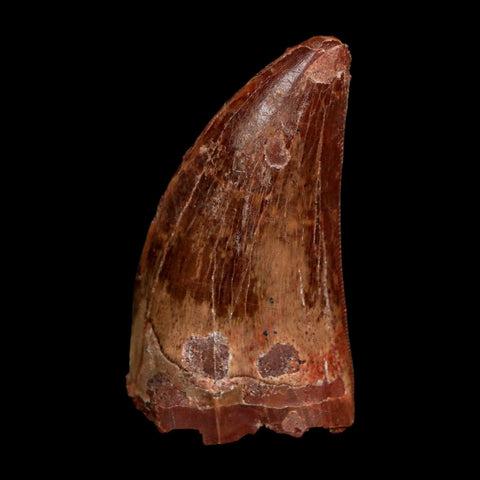 1.7" Carcharodontosaurus Fossil Tooth Cretaceous Dinosaur Morocco COA Stand