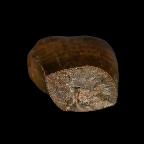 0.9" Tyrannosaurus Rex Fossil Tooth Section Lance Creek Cretaceous Dinosaur WY COA - Fossil Age Minerals