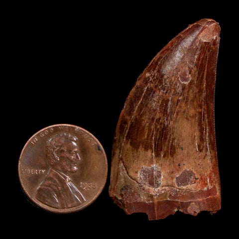1.7" Carcharodontosaurus Fossil Tooth Cretaceous Dinosaur Morocco COA Stand