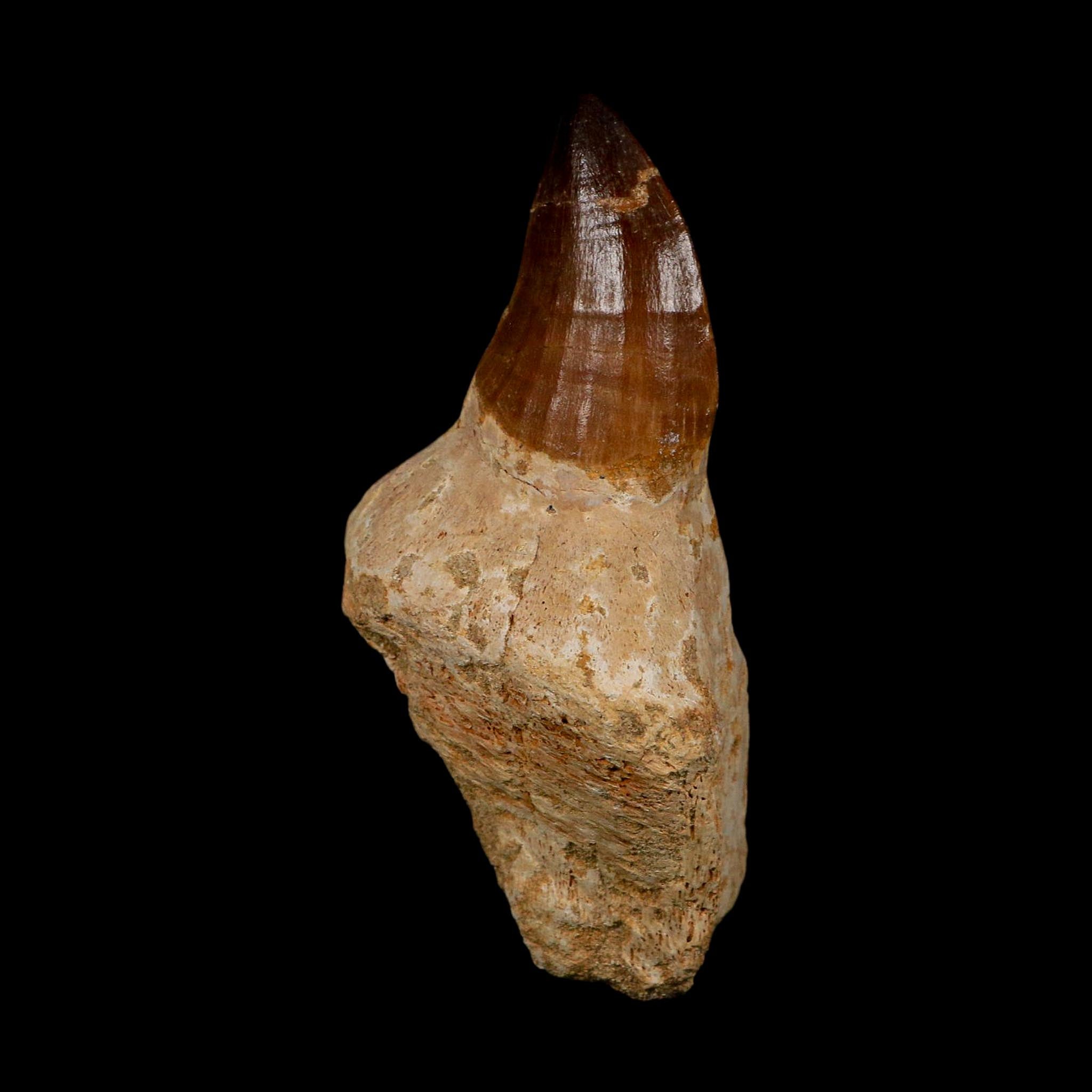 XL 3.8" Mosasaur Prognathodon Fossil Tooth Rooted Cretaceous Dinosaur Era COA