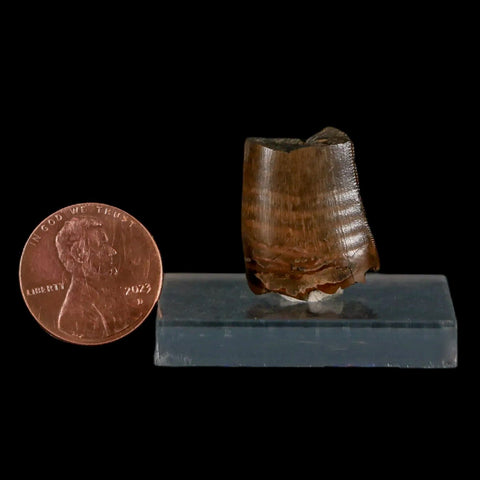 0.9" Tyrannosaurus Rex Fossil Tooth Section Lance Creek Cretaceous Dinosaur WY COA - Fossil Age Minerals