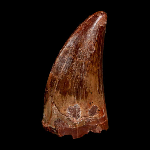 1.7" Carcharodontosaurus Fossil Tooth Cretaceous Dinosaur Morocco COA Stand