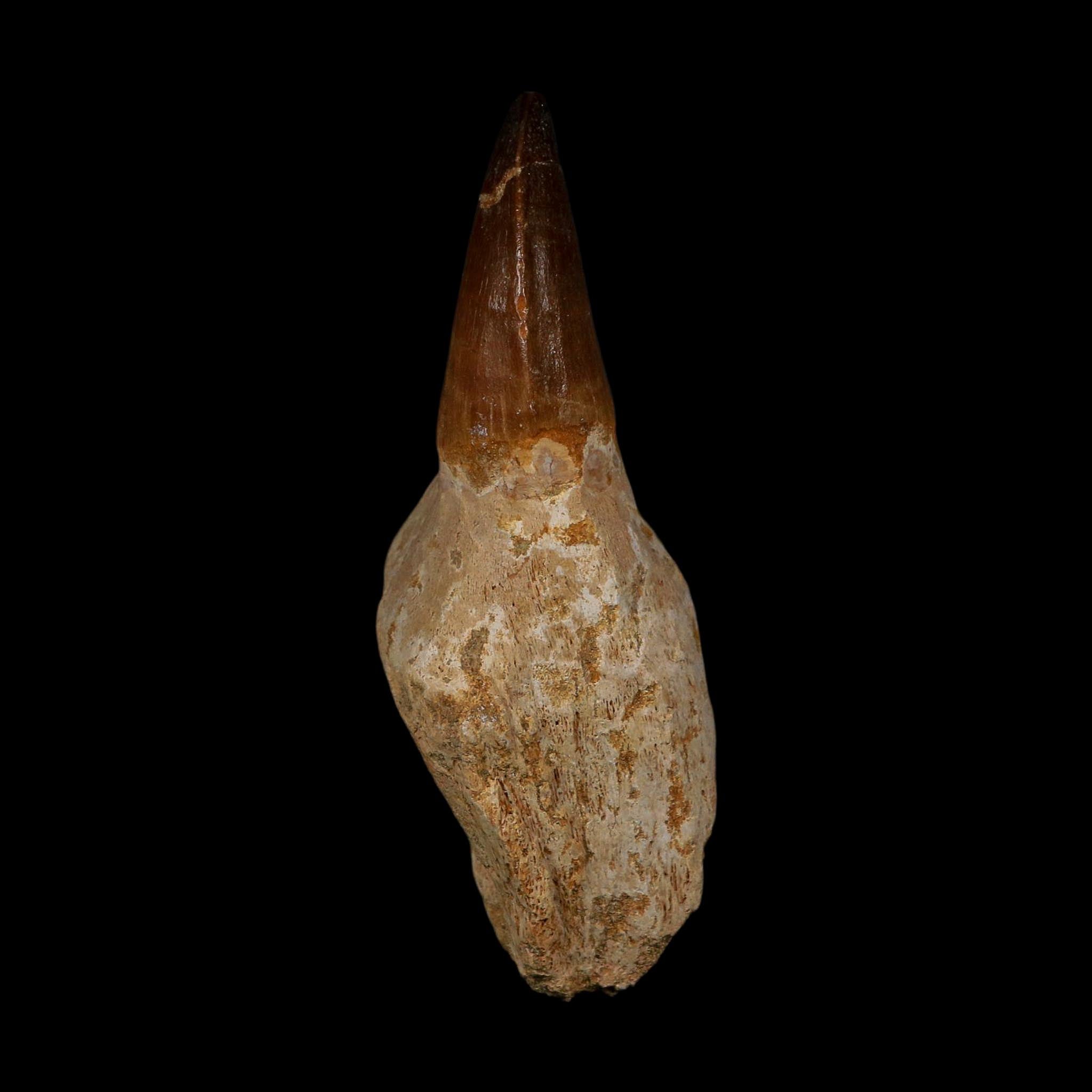XL 3.8" Mosasaur Prognathodon Fossil Tooth Rooted Cretaceous Dinosaur Era COA