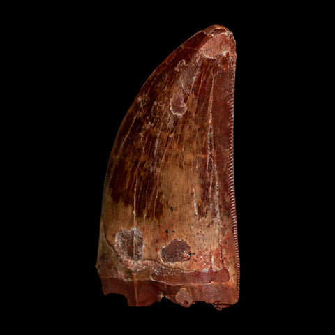1.7" Carcharodontosaurus Fossil Tooth Cretaceous Dinosaur Morocco COA Stand