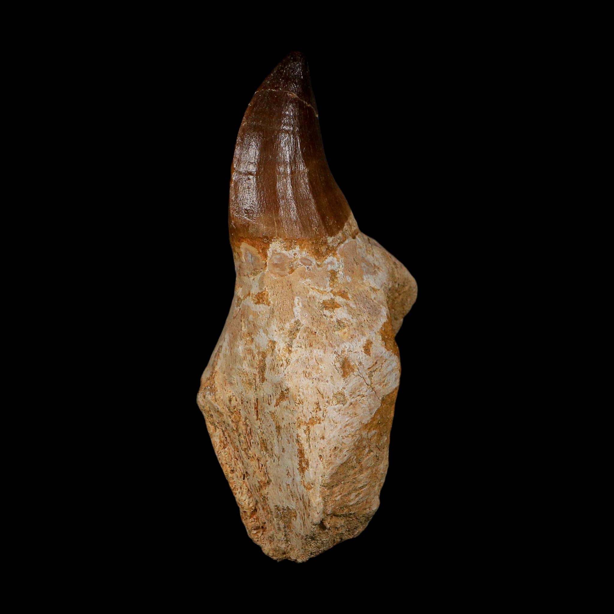 XL 3.8" Mosasaur Prognathodon Fossil Tooth Rooted Cretaceous Dinosaur Era COA