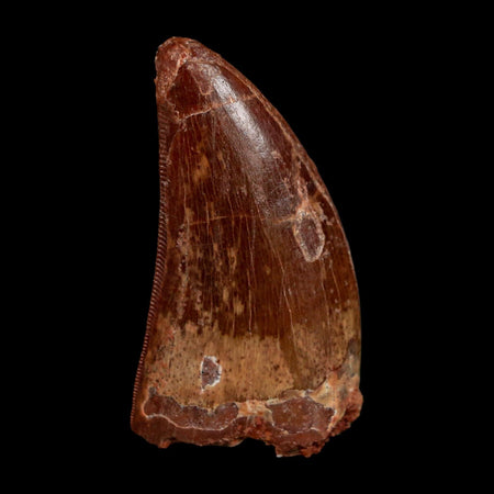 1.7" Carcharodontosaurus Fossil Tooth Cretaceous Dinosaur Morocco COA Stand